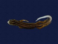 藏品(琉球藍尾石龍子)的圖片